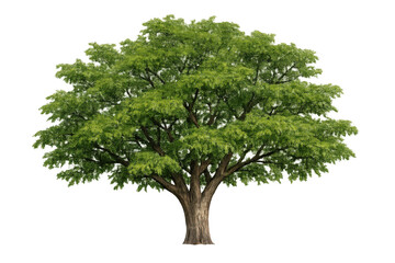 Obraz premium Green tree with natural foliage and trunk, isolated on transparent background, symbolizing growth and environment