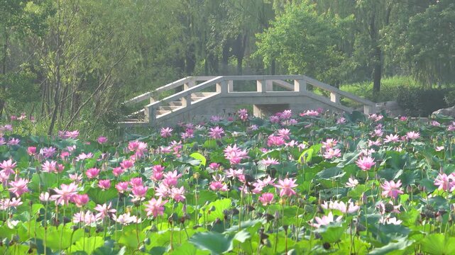 The lotus flowers in full bloom in the park sway gently in the breeze in summer