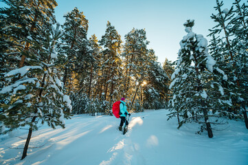 a female tourist with a red backpack walks through a winter snow-covered coniferous forest