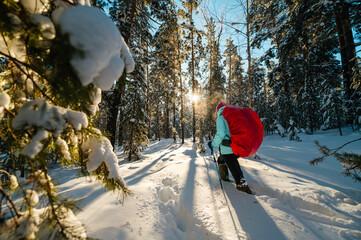 a female tourist with a red backpack walks through a winter snow-covered coniferous forest