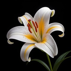 Elegant White Lily Flower with Yellow Accents Close-Up on Black Background