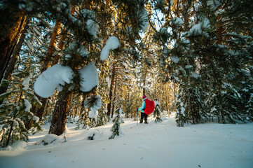 a female tourist with a red backpack walks through a winter snow-covered coniferous forest