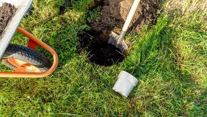 Planting young thujas in open ground