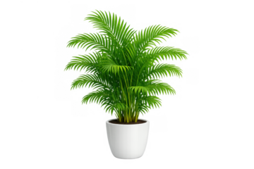 Green houseplant in a white pot, bringing nature indoors, isolated on transparent background for design flexibility