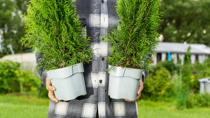 Planting young thujas in open ground