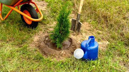 Planting young thujas in open ground