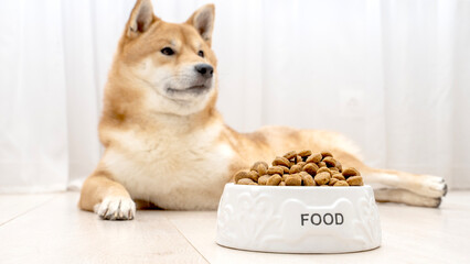 Shiba Inu dog near a bowl of food