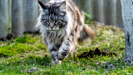 Beautiful cat of the Maykun breed in nature