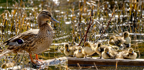 Duck with yellow ducklings on the pond