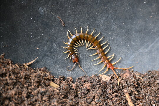 Scolopendra gigantea centipede. Its common name&nbsp;Peruvian giant yellow-leg centipede&nbsp;or&nbsp;Amazonian giant centipede. is a&nbsp;centipede&nbsp;in the genus&nbsp;Scolopendra. It is largest centipede species in the world.