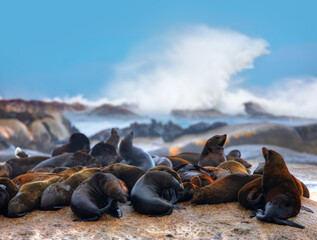 Seal colony among powerful waves - The seal colony at Cape Cross, on the atlantic coast, Duiker...