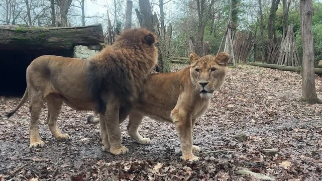 Leone e leonessa