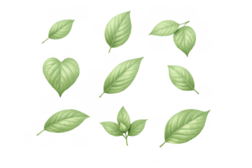 Green leaves composition showing various shapes and sizes, eco friendly organic plant foliage on transparent background