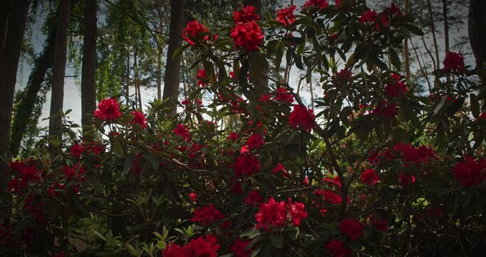 Lush Red Rhododendron Blooms Framing a Scenic Space
