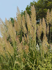 Close up shot of pampas grass.