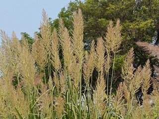 Close up shot of pampas grass.