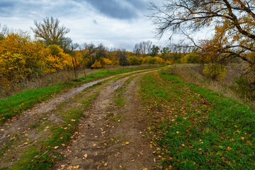 beautiful landscape of country road in autumn forest with bright yellow leaves on trees, cloudy weather