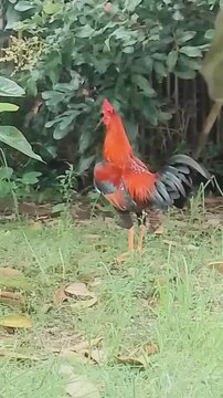 red rooster in the garden