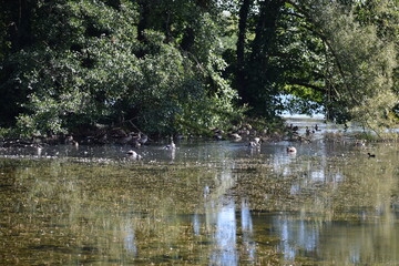 ducks on the lake, tree standing half in the water in a rural lake in Luxembourg