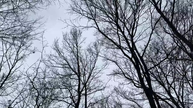 Cime degli alberi con vento