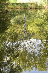 reflected tree in the water, autumn mood in Luxembourg