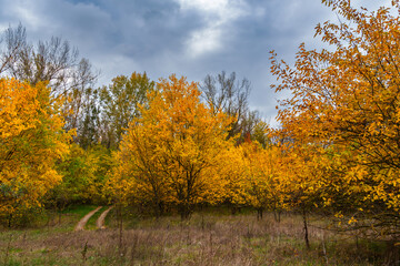 Fototapeta premium beautiful landscape of country road in autumn forest with bright yellow leaves on trees, cloudy weather