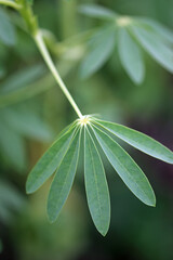 Pearl lupin leaf in close up