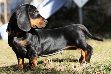Der Dachshund / Tekkel, beliebtester Hund © Marc