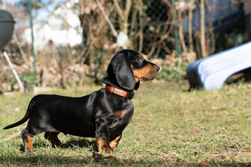 Der Dachshund / Tekkel, beliebtester Hund © Marc