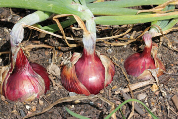 Row of three onions in close up in a vegetable garden