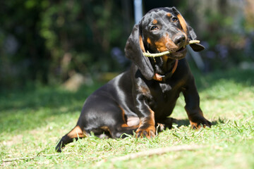 Der Dachshund / Tekkel, beliebtester Hund © Marc