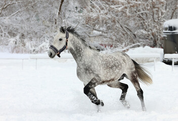 Race horse galloping in winter snowfall background