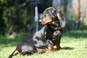 Der Dachshund / Tekkel, beliebtester Hund © Marc