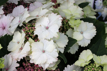 White lacecap Hydrangea flowers in close up