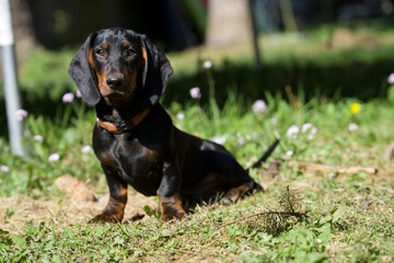 Der Dachshund / Tekkel, beliebtester Hund © Marc