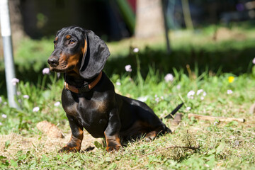 Der Dachshund / Tekkel, beliebtester Hund © Marc