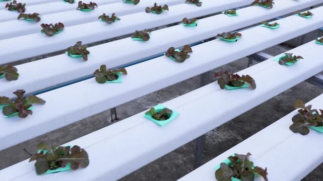 Footage of Young Red Oak lettuces Growing in the Channels of Hydroponic Growing System
