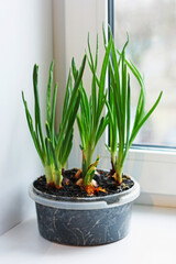 Bulbs planted in the spring on the windowsill.