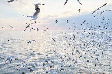 Seagulls floating on the water