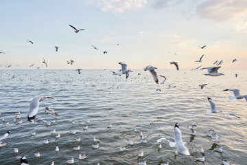 Seagulls floating on the water