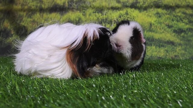meerschweinchen tier natur nager  kacken schei&szlig;e fressen