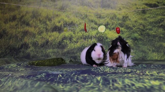 meerschweinchen tier natur nager fressen gem&uuml;se tomate slowmotion