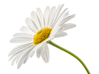 Naklejka premium Close-up of a white daisy flower with yellow center, vibrant green stem against black background, isolated on Transparent Background