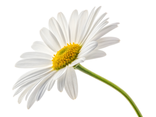 Close-up of a white daisy flower with yellow center, vibrant green stem against black background, isolated on Transparent Background