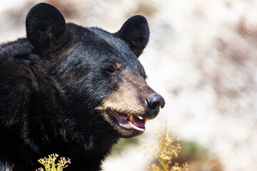 American black bear. Mammal and mammals. Land world and fauna. Wildlife and zoology.