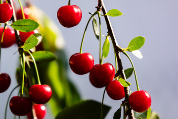 Sour cherry and cherries. Fruit and vegetables. Plant and plants.