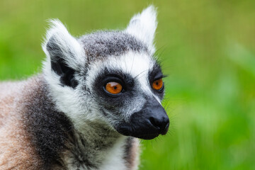 Ring-tailed lemur monkey. Mammal and mammals. Land world and fauna. Wildlife and zoology.