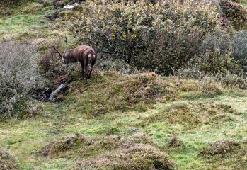 Lonely red deer stag during the rut in County Donegal, Ireland