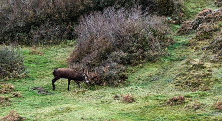 Lonely red deer stag during the rut in County Donegal, Ireland