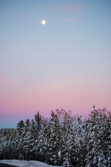 a pine forest covered with white snow in winter